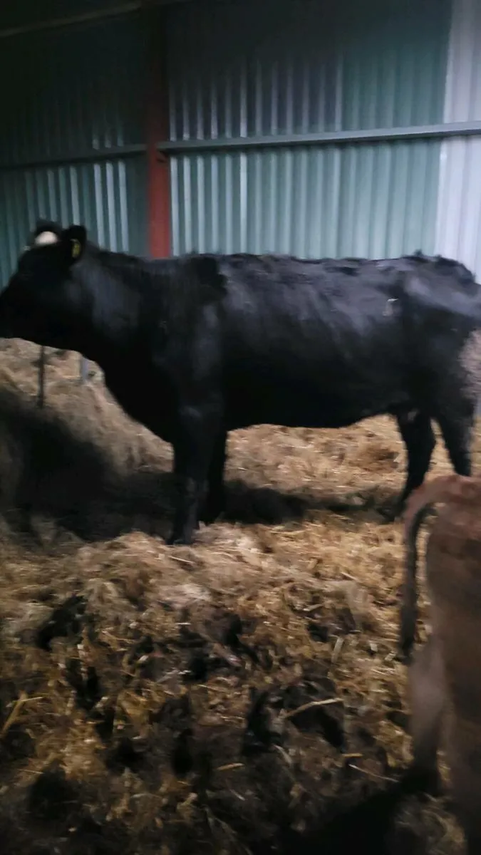 Lim heifer and bull  calf - Image 1