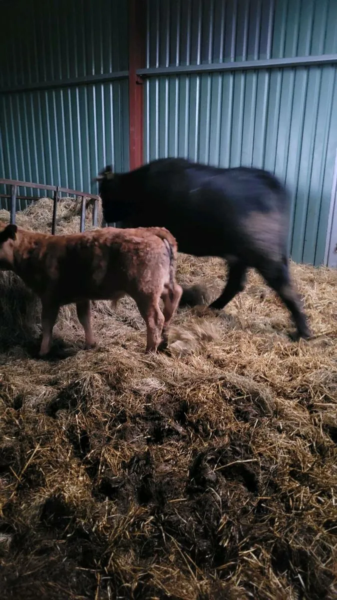 Lim heifer and calf - Image 1