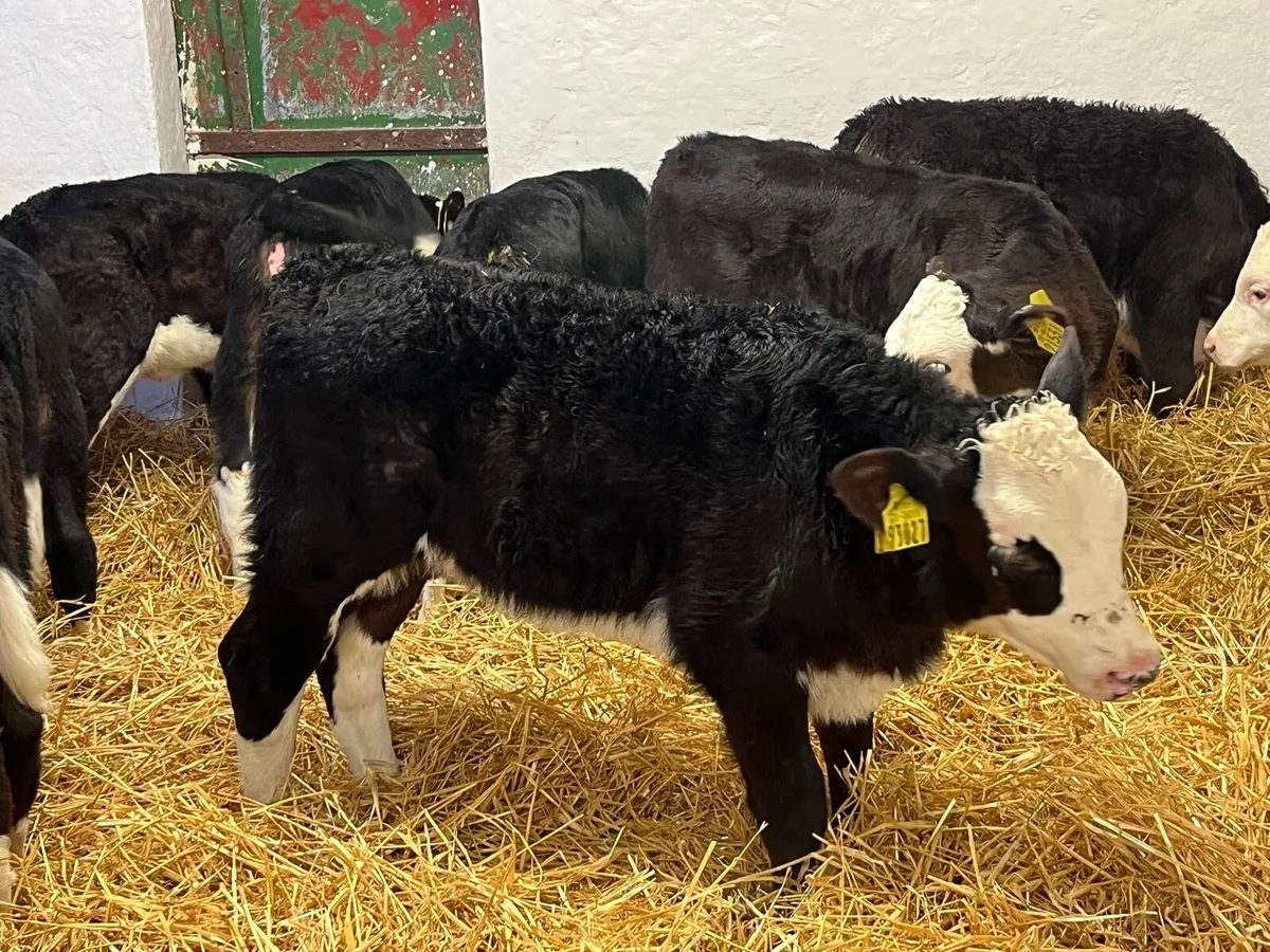 Super Black Whitehead Heifer Calves - Image 2
