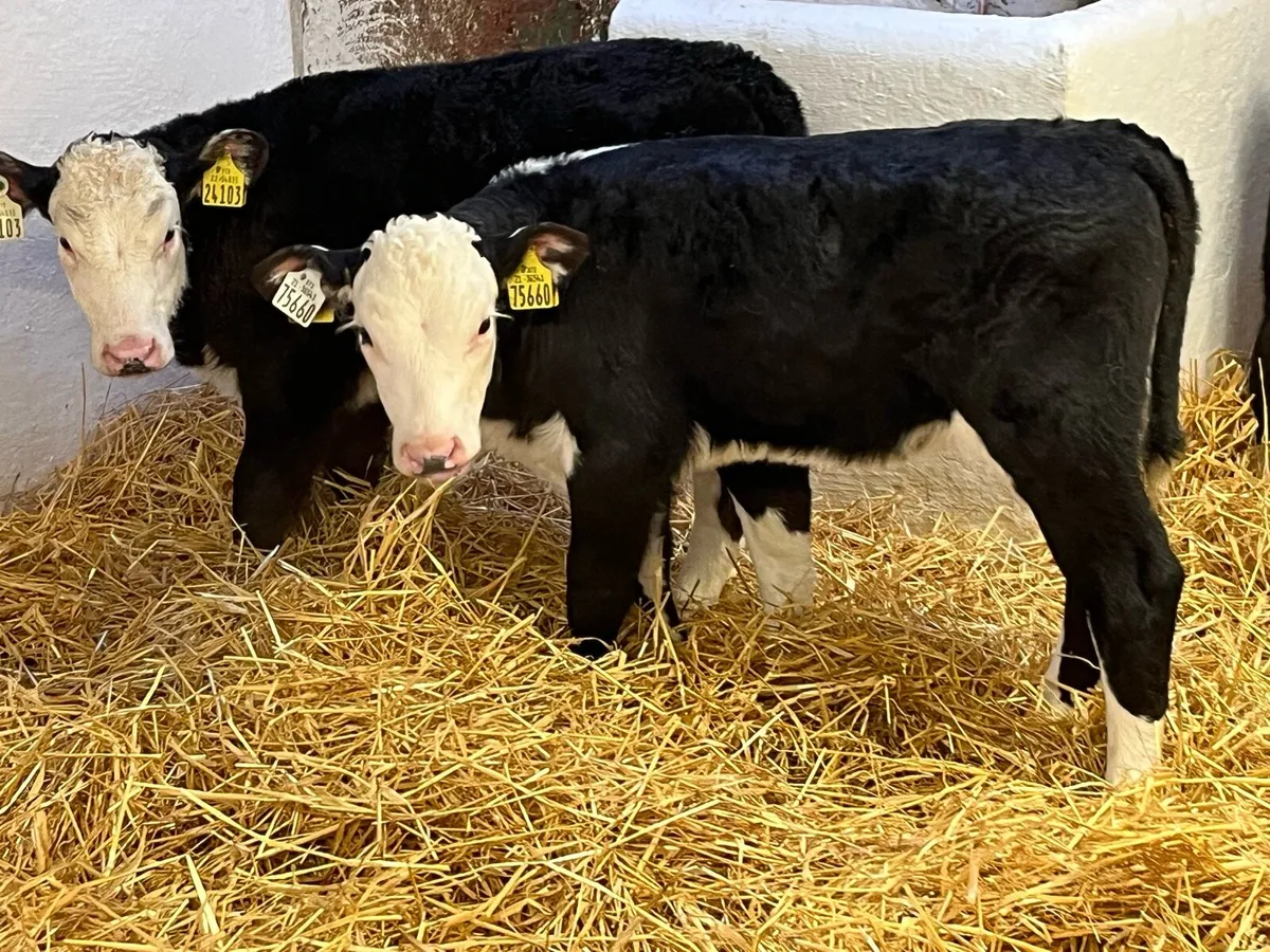 Super Black Whitehead Heifer Calves - Image 3