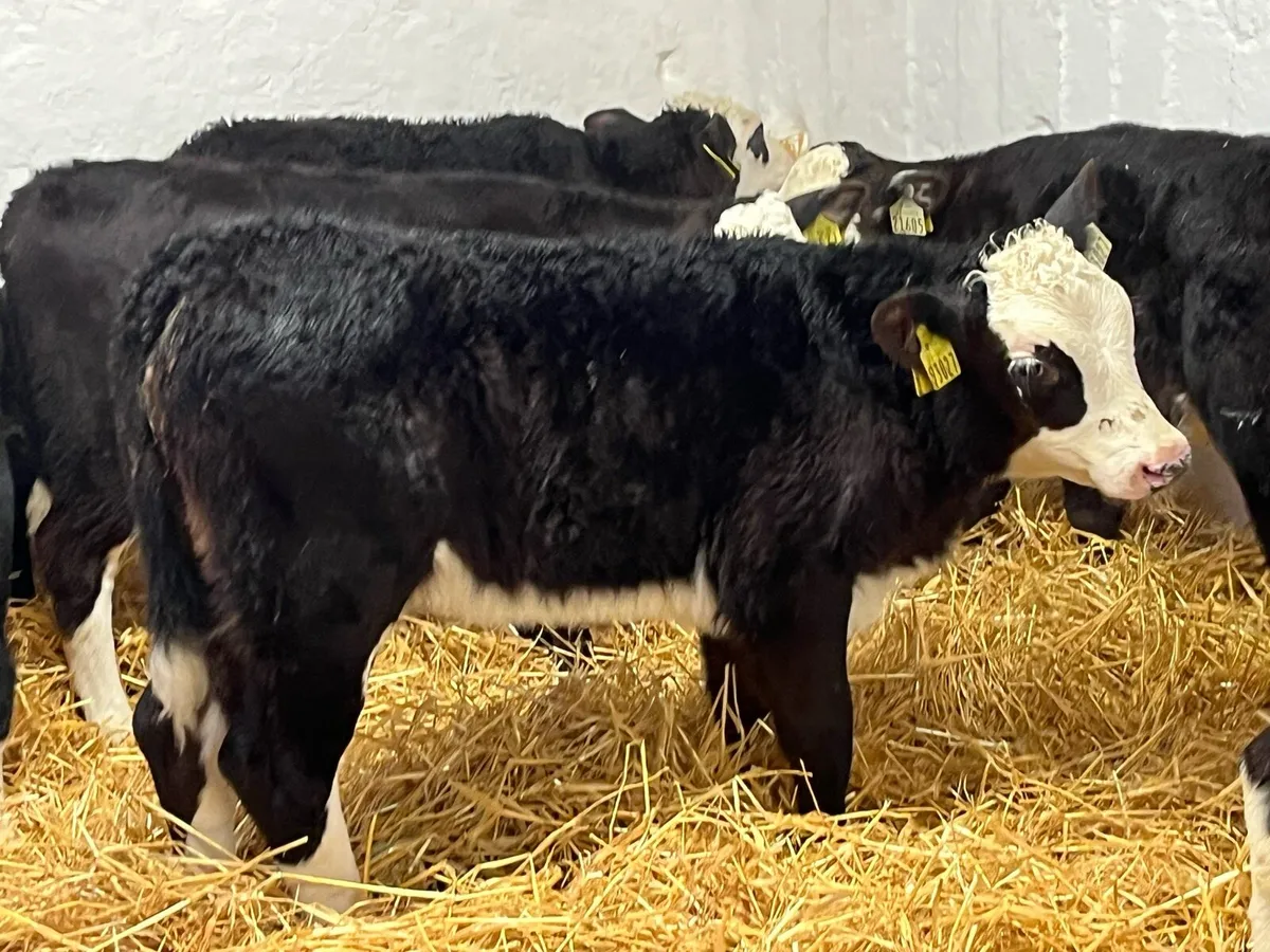 Super Black Whitehead Heifer Calves - Image 4