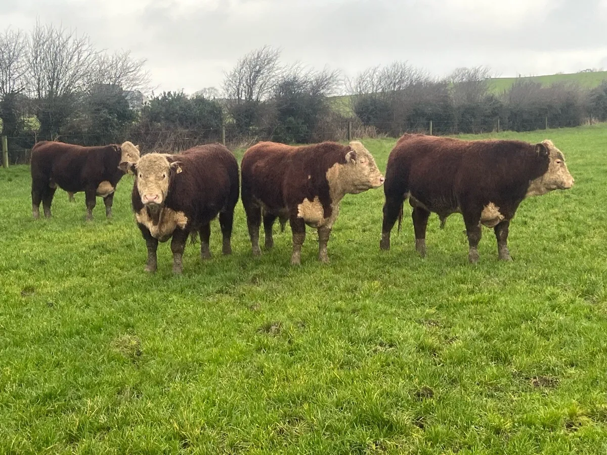 PBR HEREFORD BULLS - Image 2
