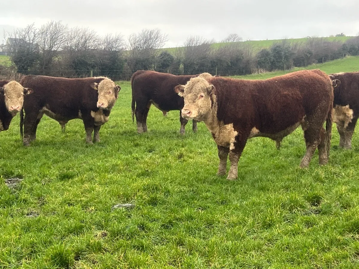 PBR HEREFORD BULLS - Image 3
