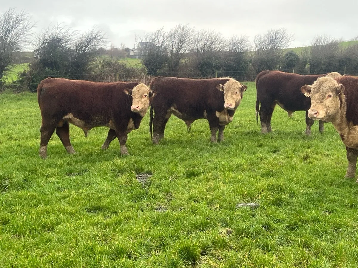PBR HEREFORD BULLS - Image 4