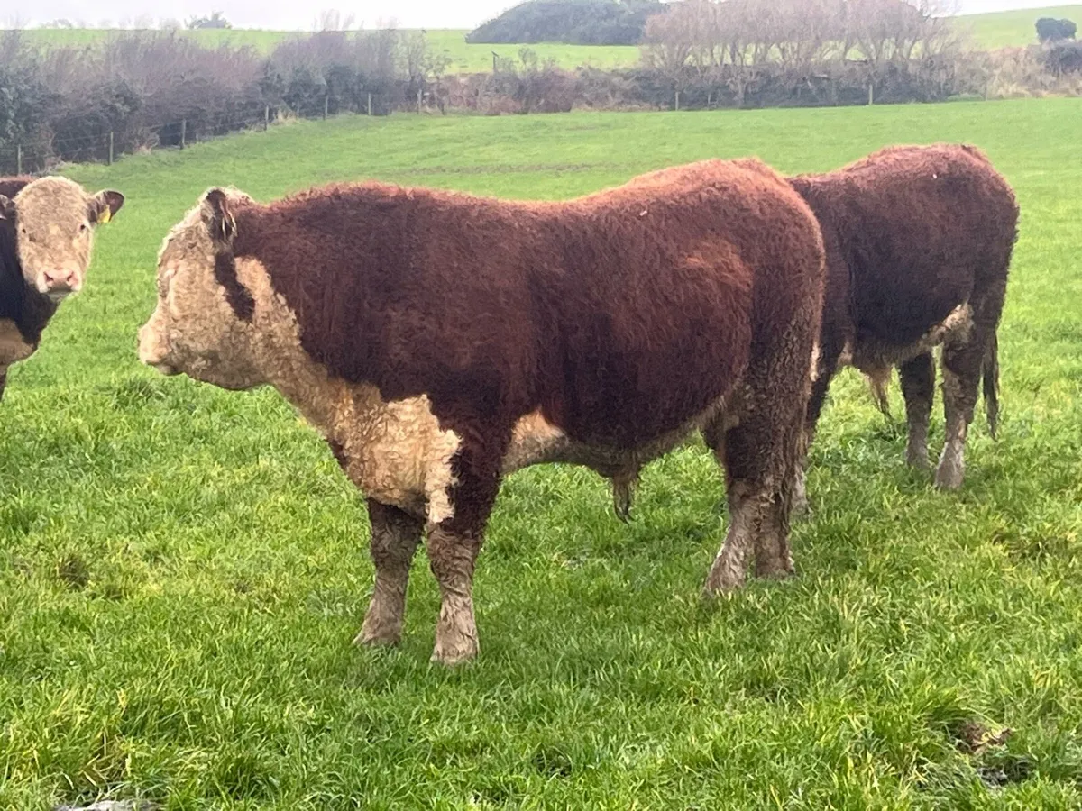 PBR HEREFORD BULLS - Image 1