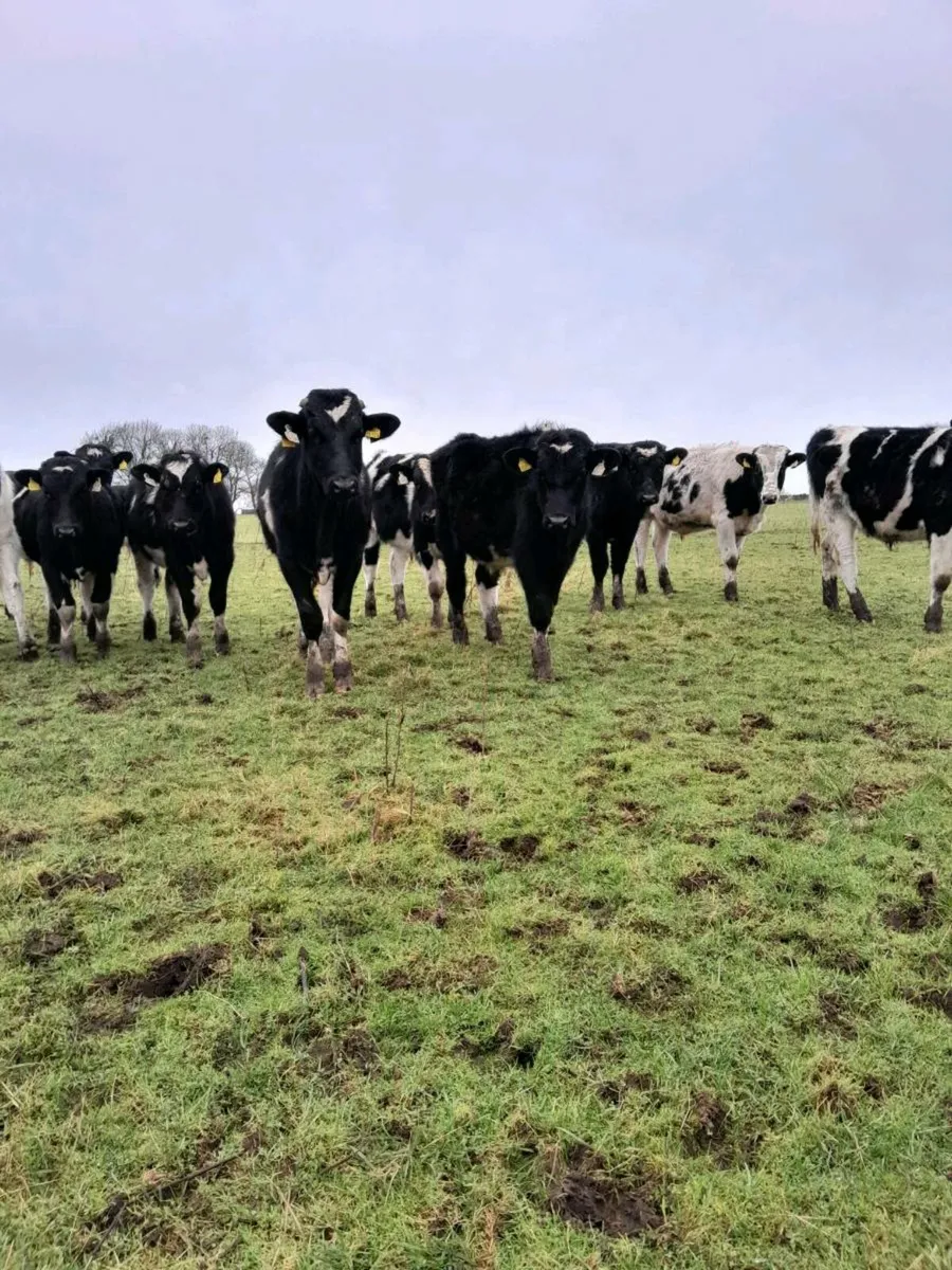 20 fr bulls - Image 1