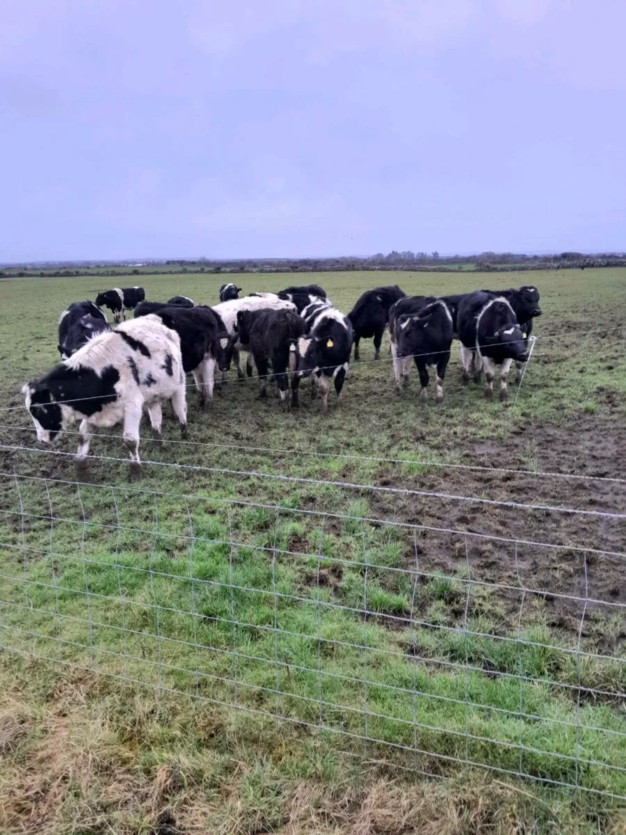 20 fr bulls - Image 2