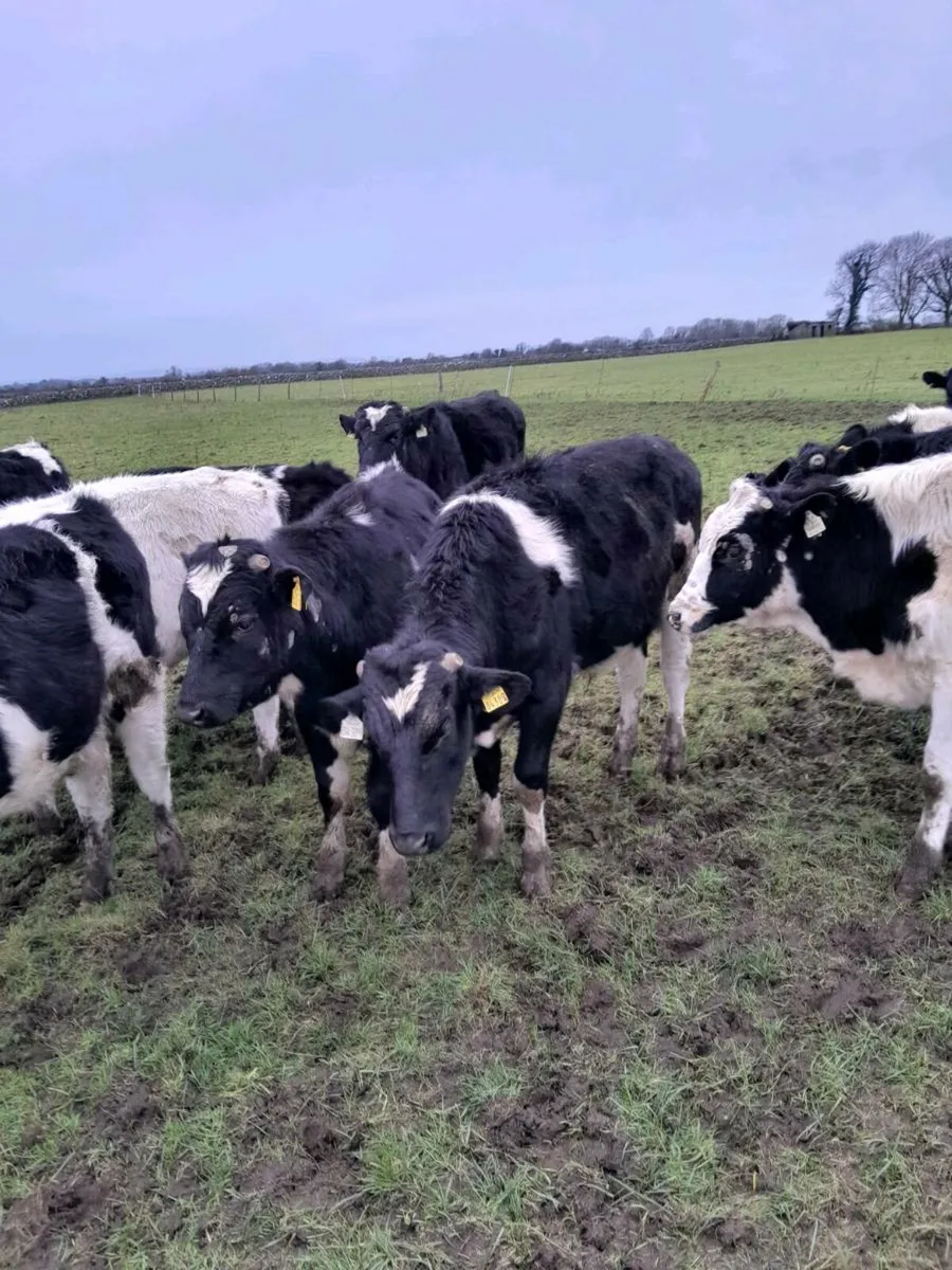 20 fr bulls - Image 3