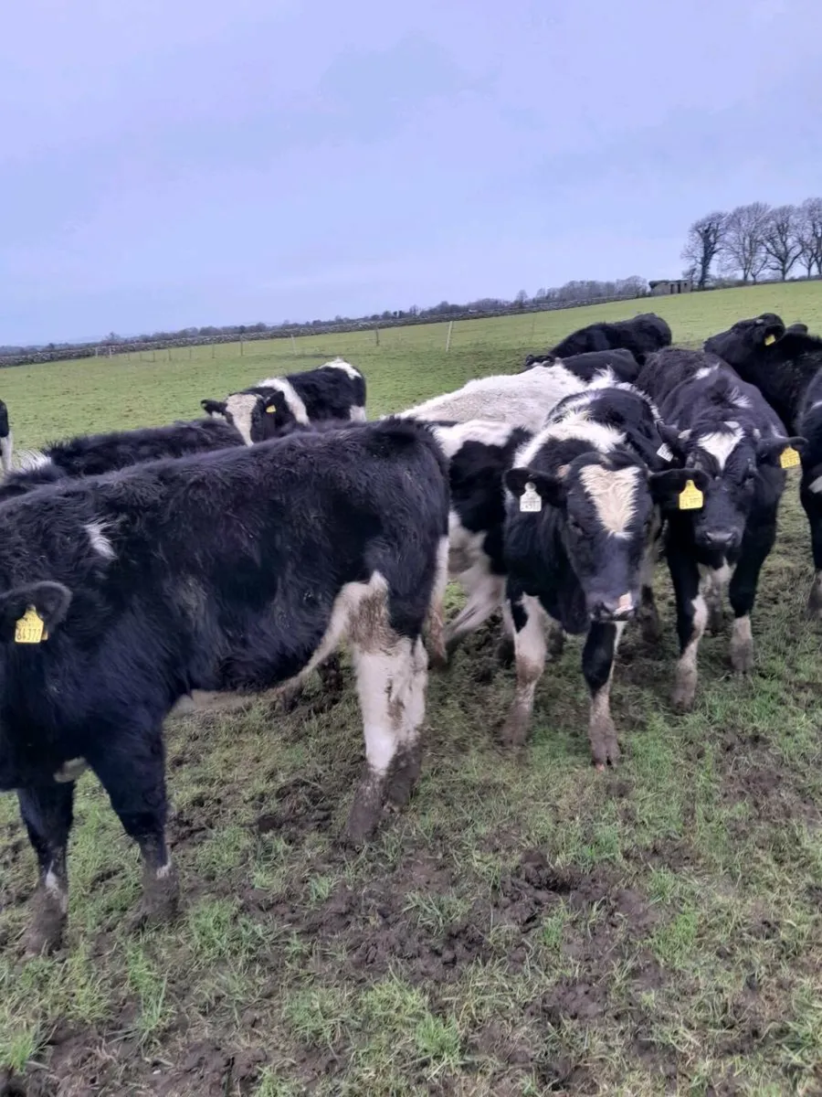 20 fr bulls - Image 4