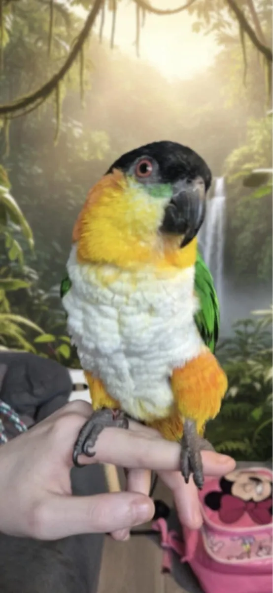 Parrot - Image 2