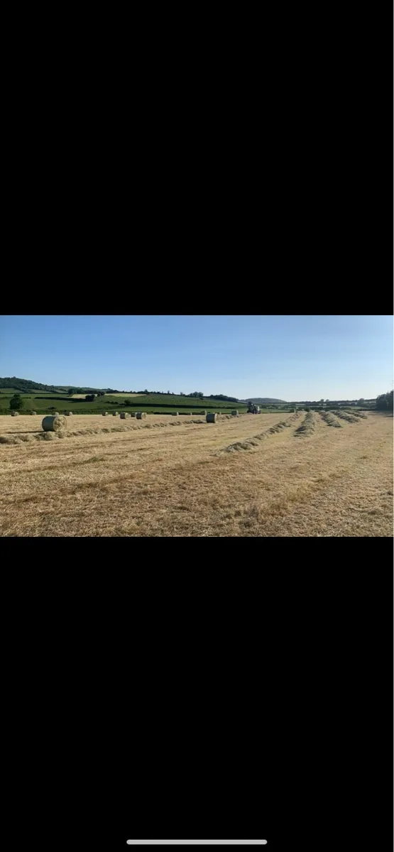 ** Hay ** - Image 3