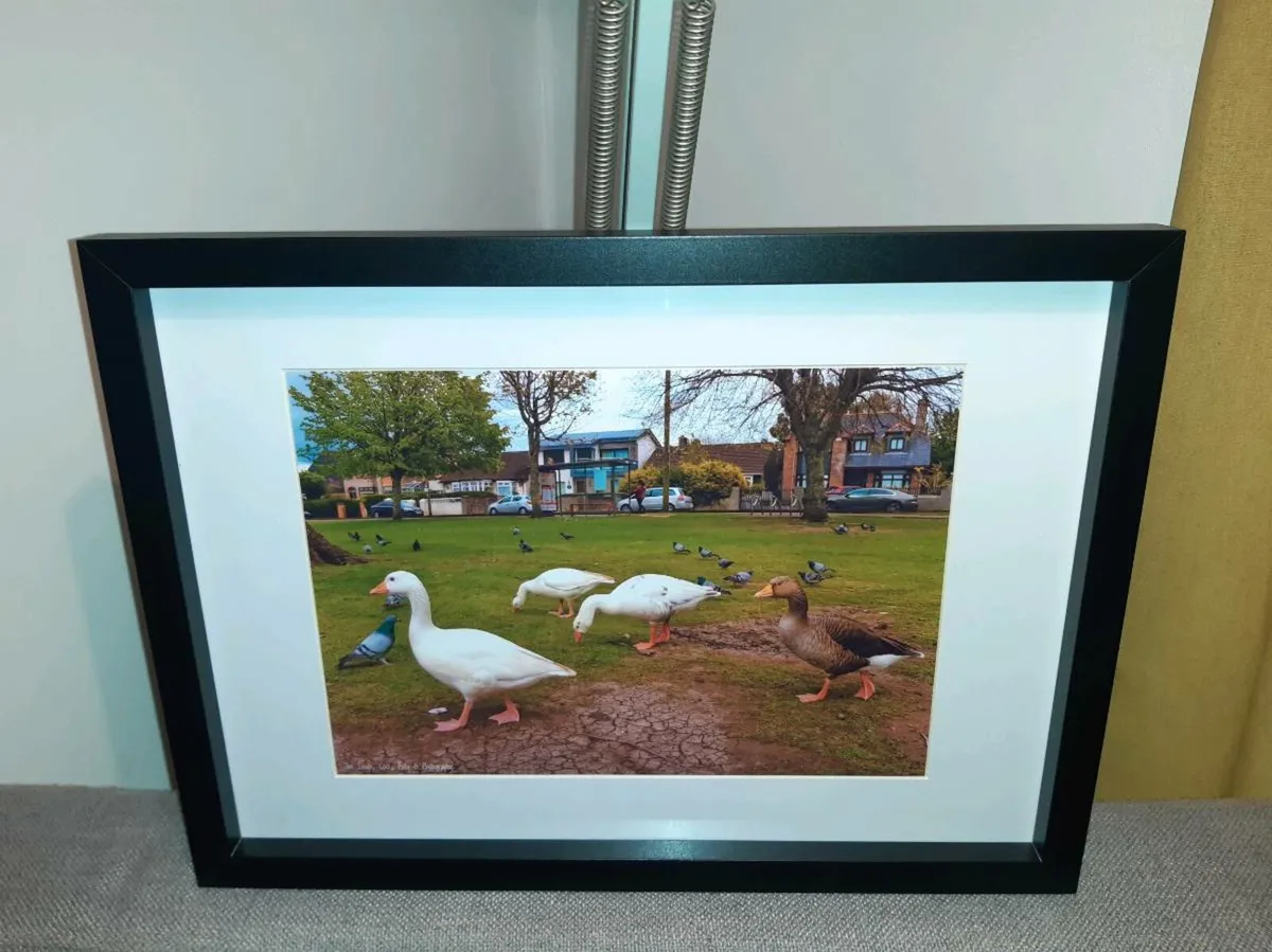 The Lough, Cork - Image 1