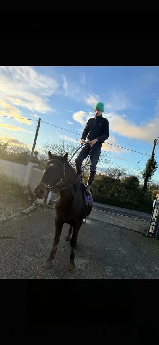 16'1 hh horse - Image 3