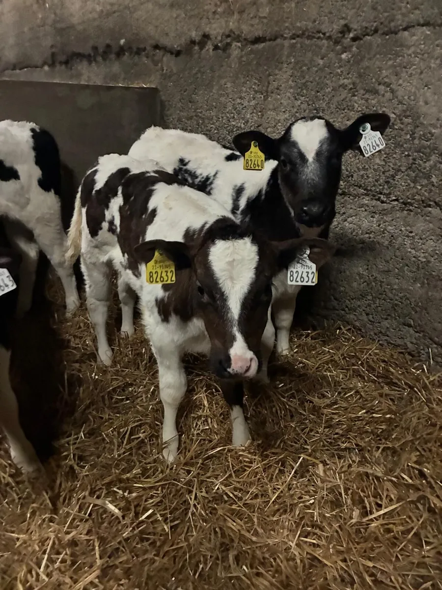 Super AI bred Belgian Blue Calves - Image 1