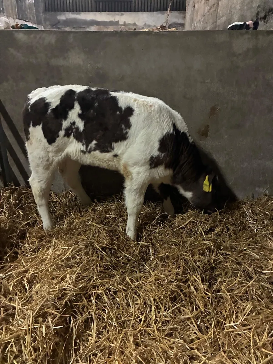 Super AI bred Belgian Blue Calves - Image 2