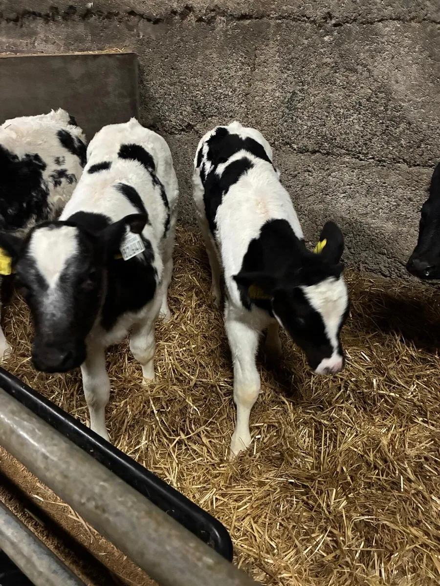 Super AI bred Belgian Blue Calves - Image 3