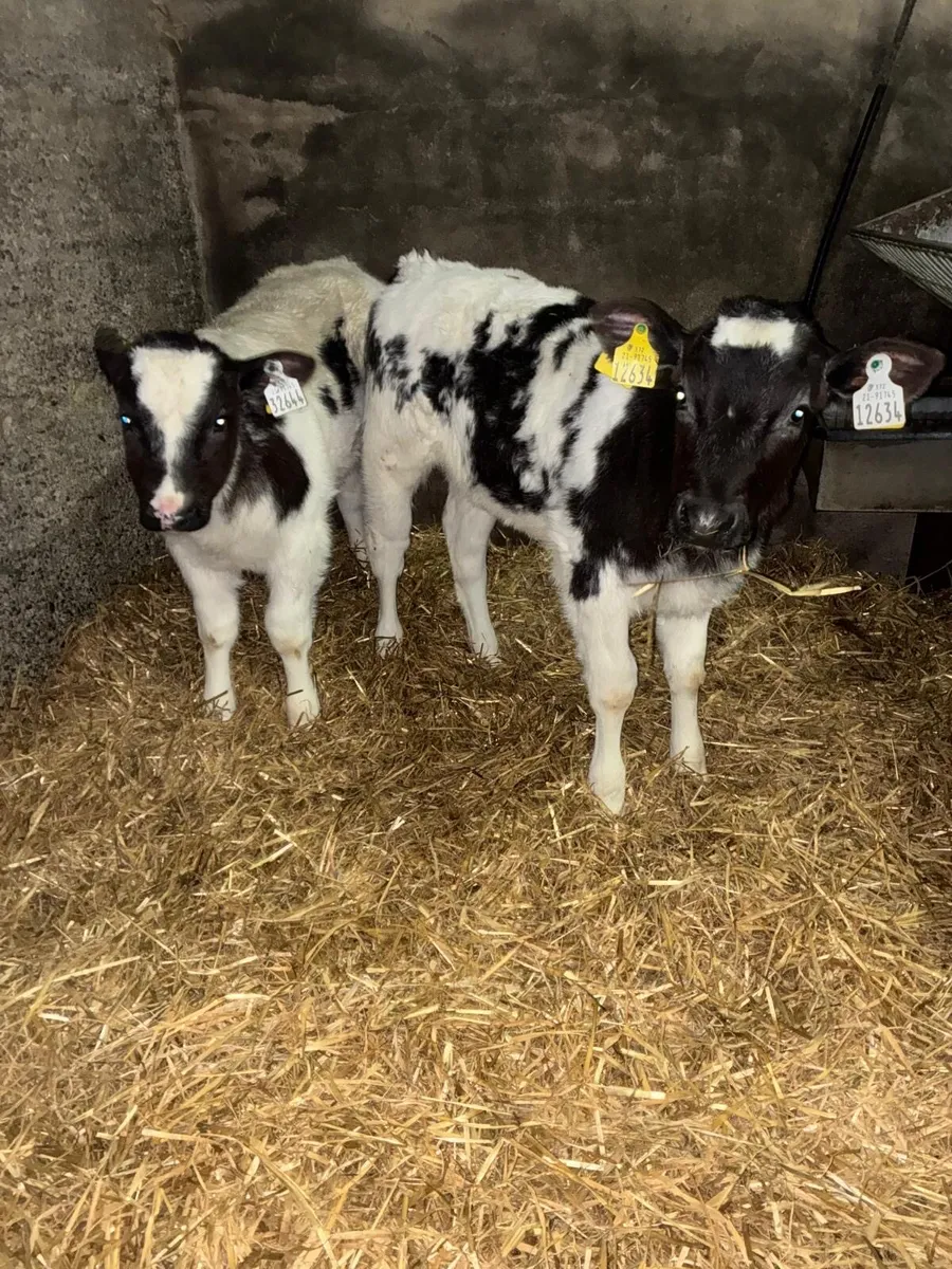 Super AI bred Belgian Blue Calves - Image 4
