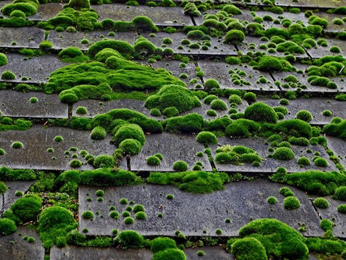 Don't power wash roofs! Safe roof cleaning! - Image 2