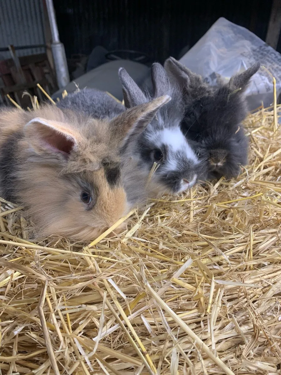 Baby rabbits - Image 1