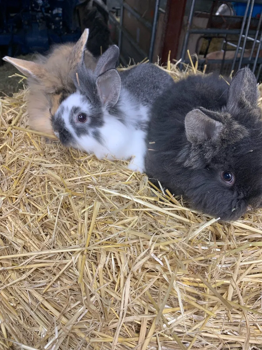 Baby rabbits - Image 2