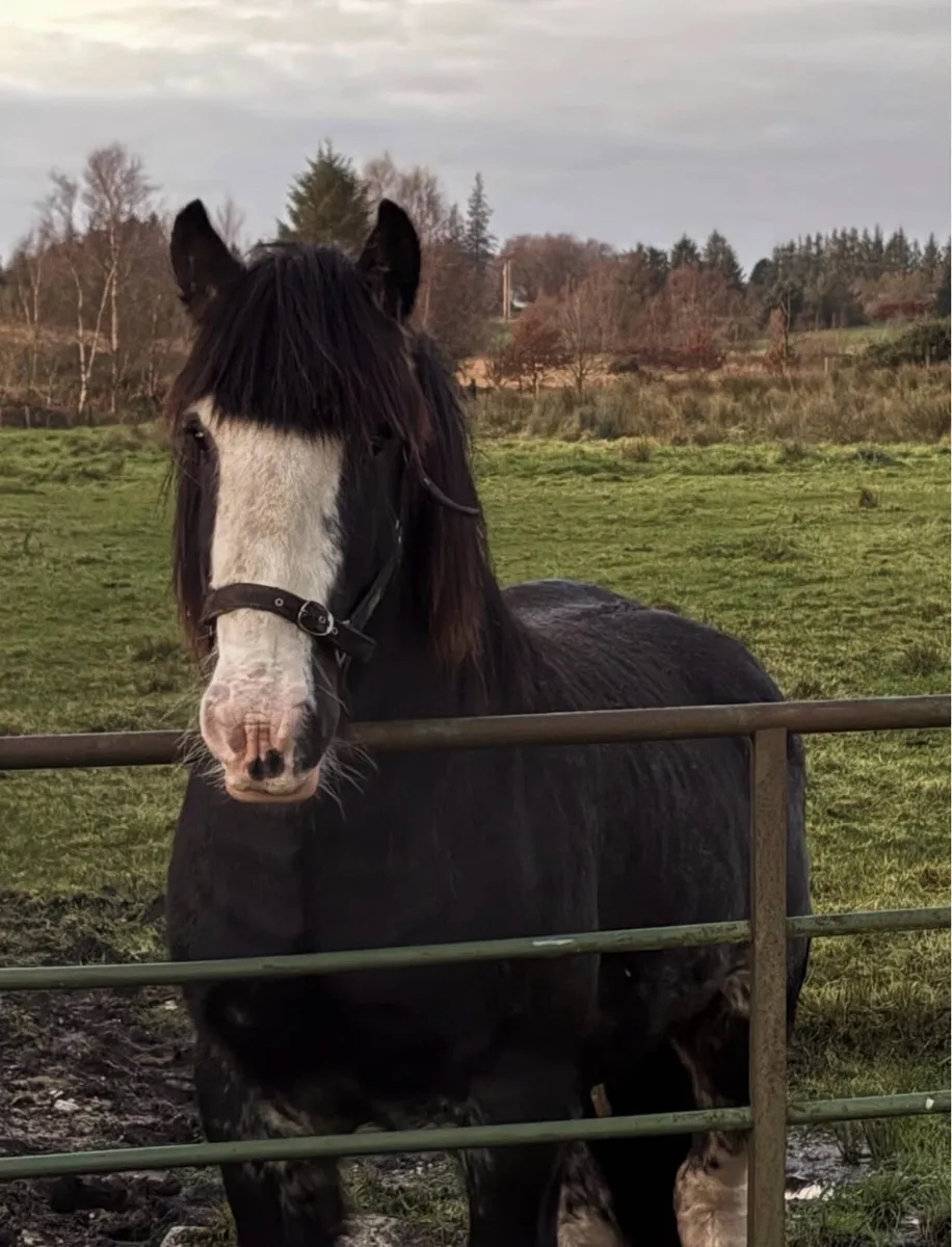 cob stallion - Image 1