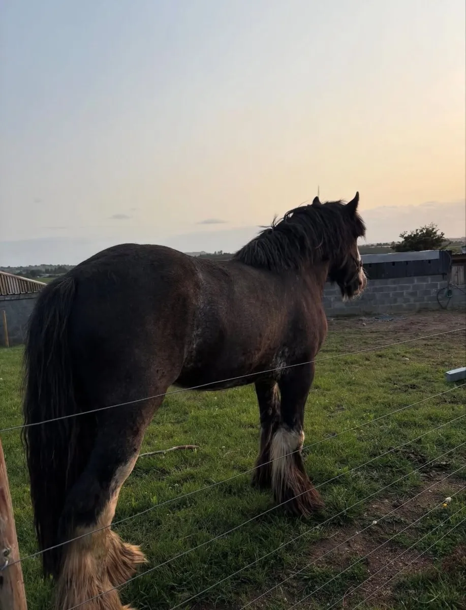 cob stallion - Image 2