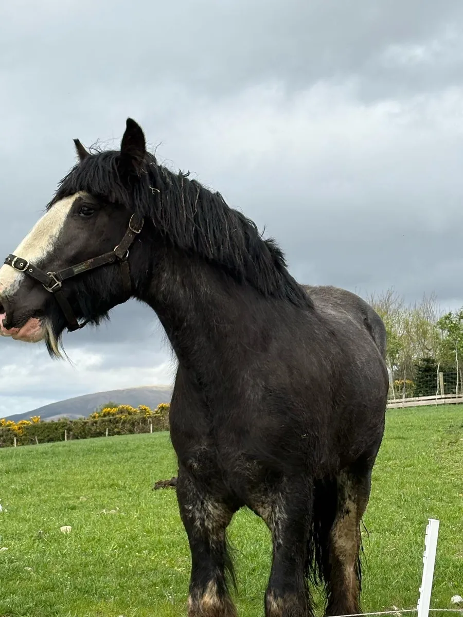 cob stallion - Image 3