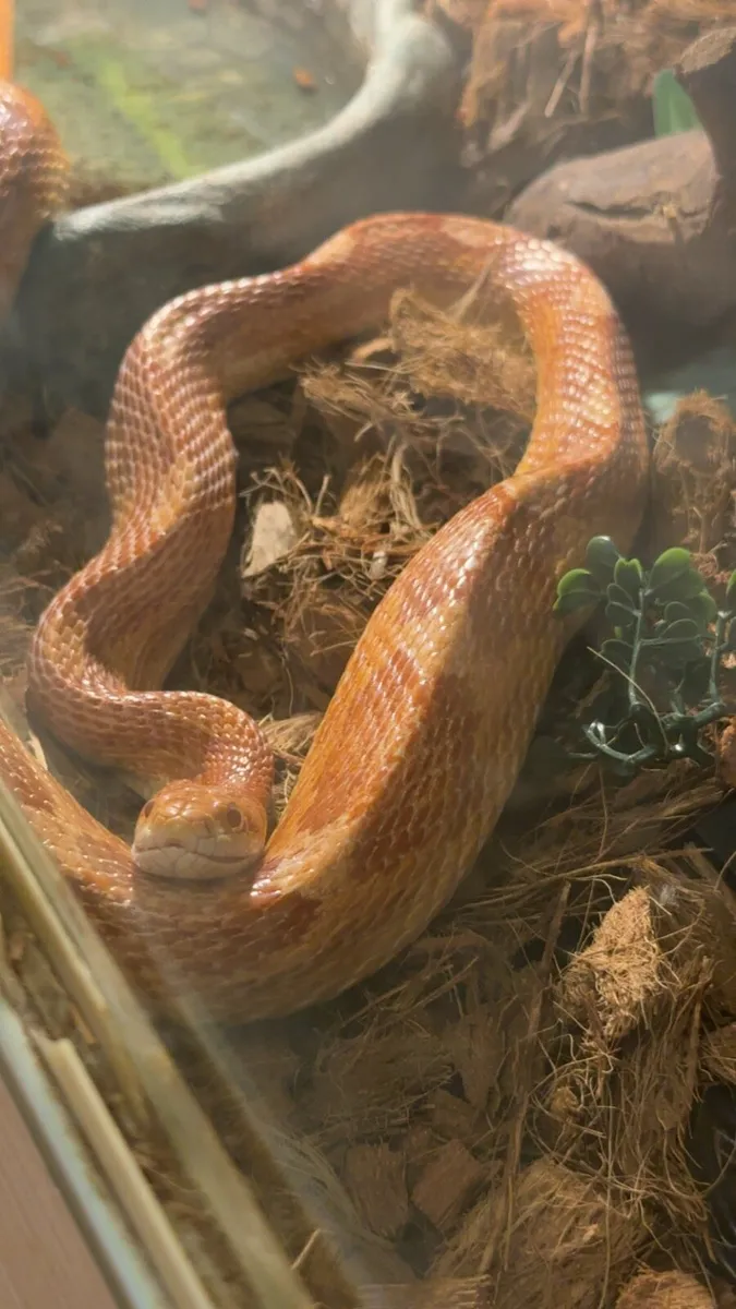 Beautiful corn snake with enclosure and equipment - Image 1