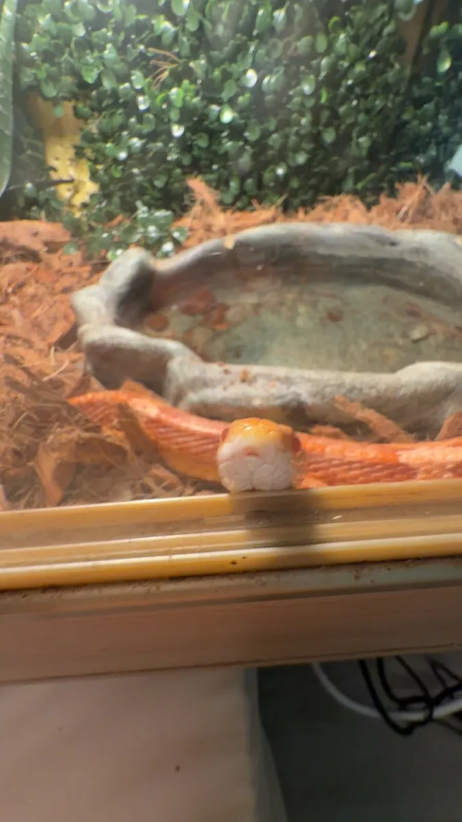 Beautiful corn snake with enclosure and equipment - Image 3