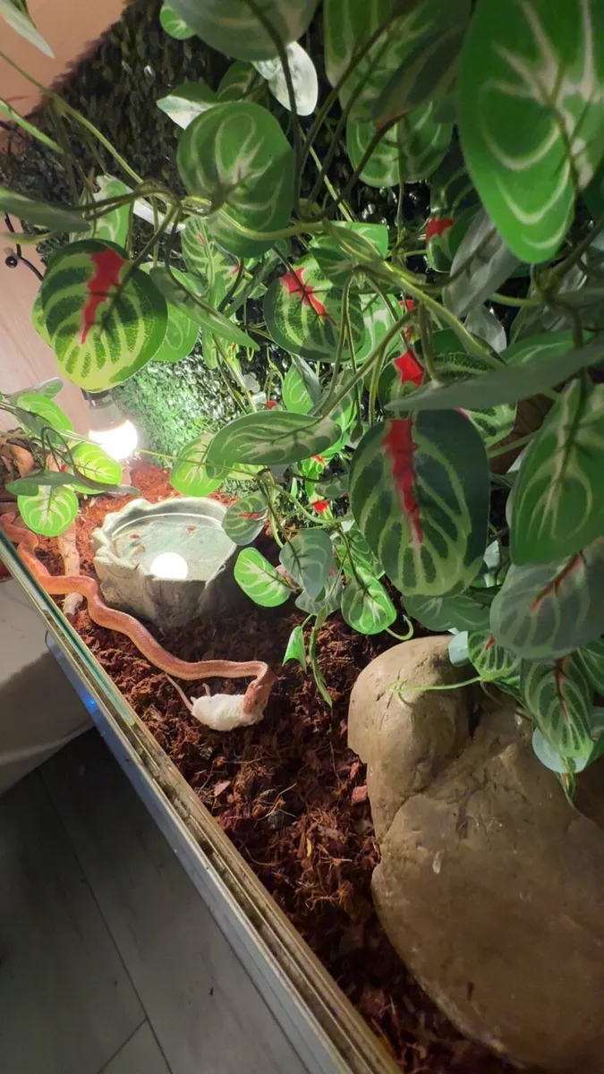 Beautiful corn snake with enclosure and equipment - Image 4