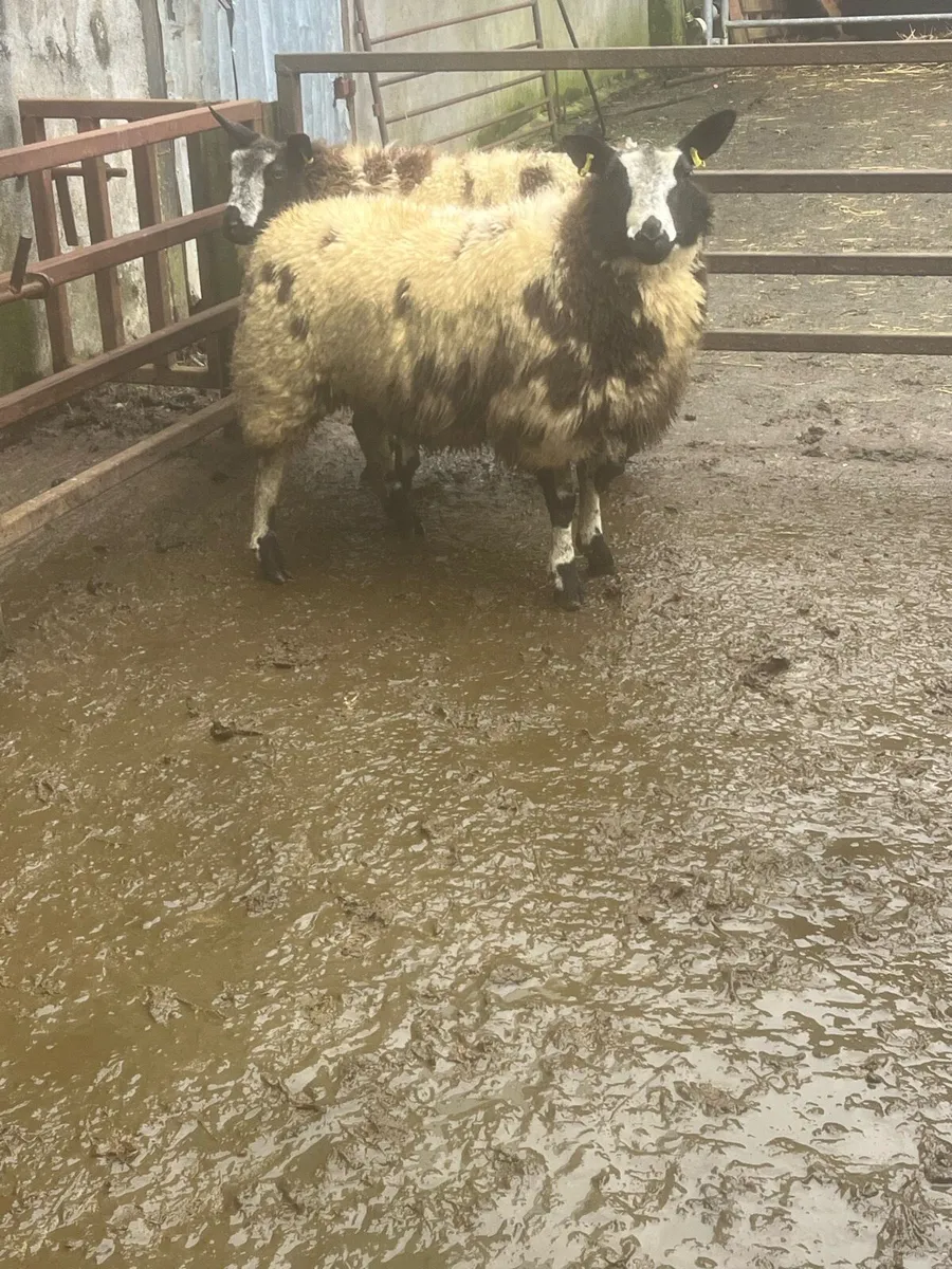 😍2 Dutch spotted ewe lambs 😍 - Image 1