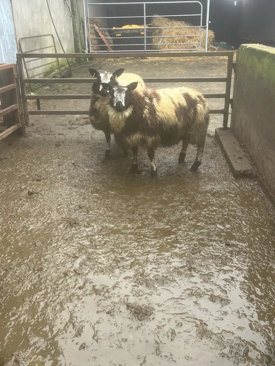 😍2 Dutch spotted ewe lambs 😍 - Image 2