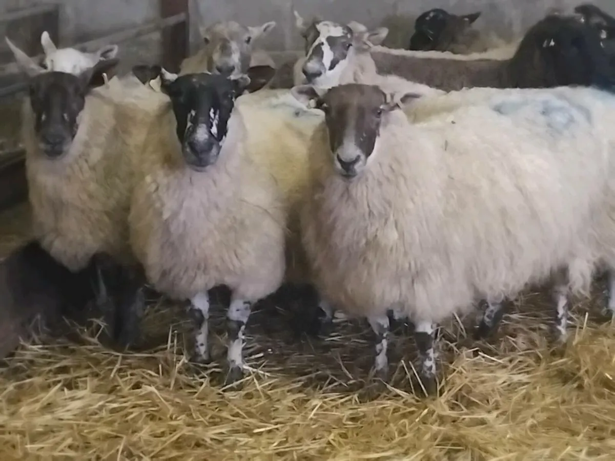 10 InLamb Ewes - Image 1