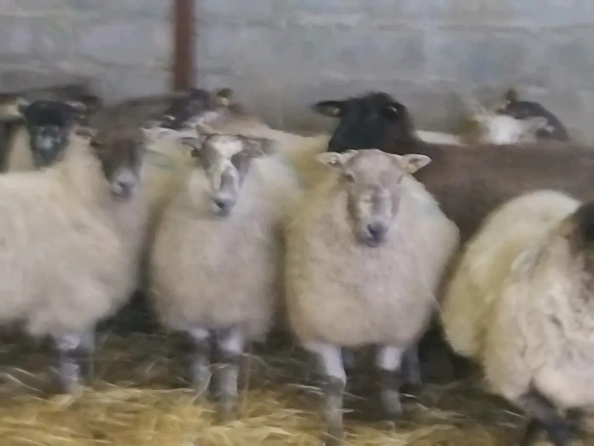 10 InLamb Ewes - Image 2