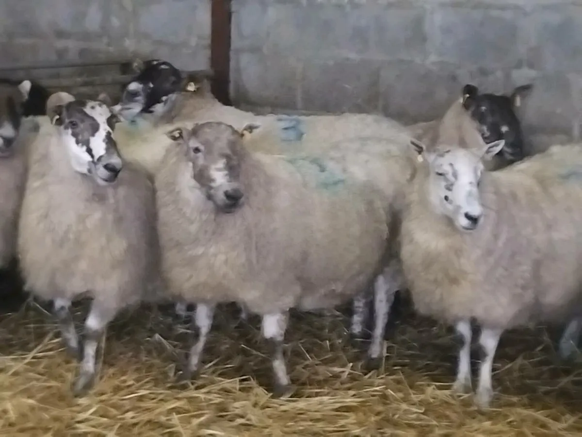 10 InLamb Ewes - Image 3