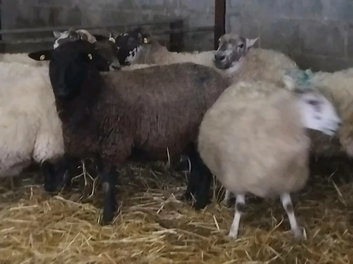 10 InLamb Ewes - Image 4