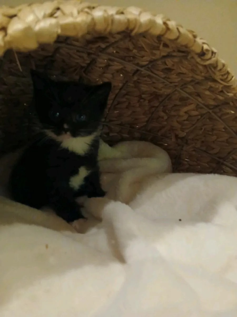 Ragdoll x kittens - Image 3