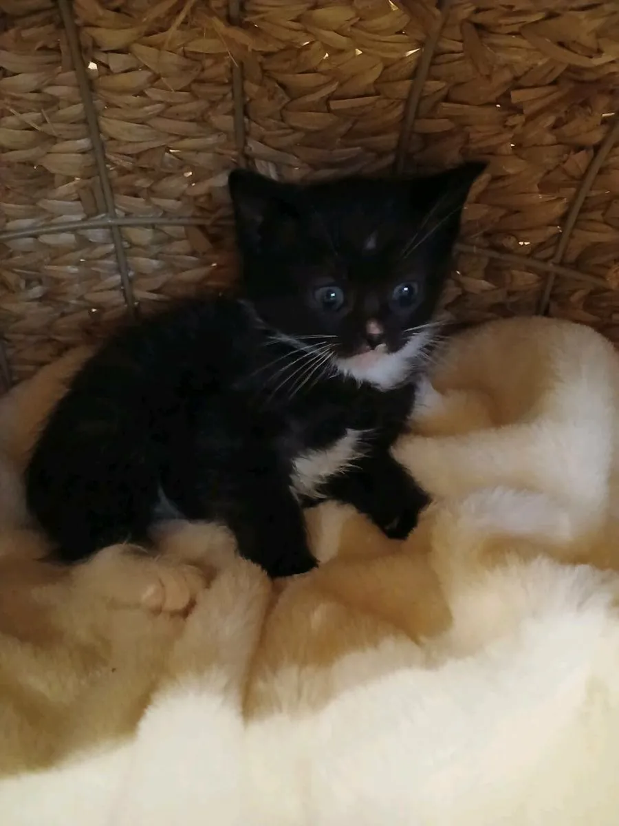 Ragdoll x kittens - Image 1