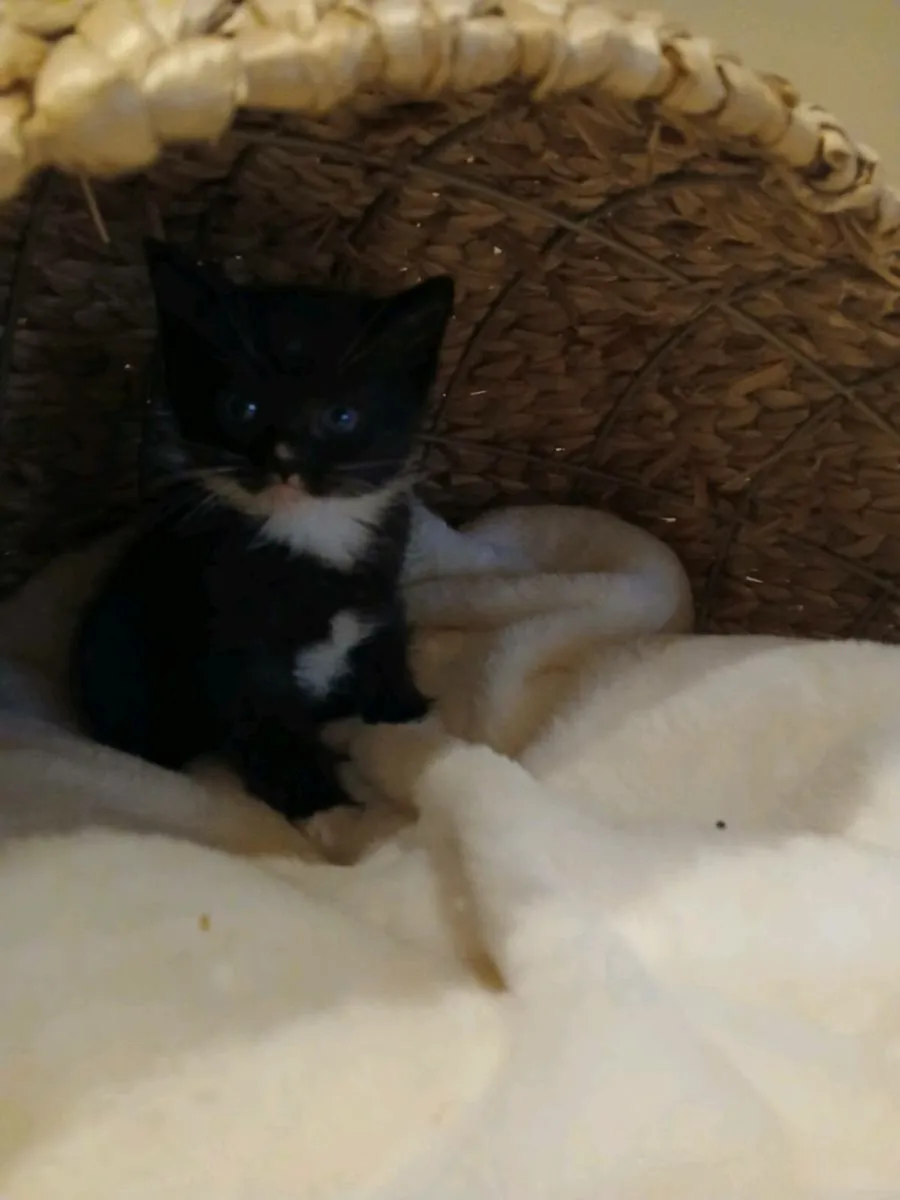 Ragdoll x kittens - Image 4