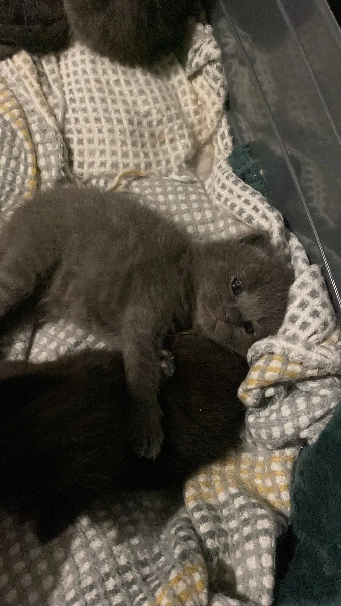 Half Ragdoll Kittens for sale in Co. Kildare for €200 on DoneDeal
