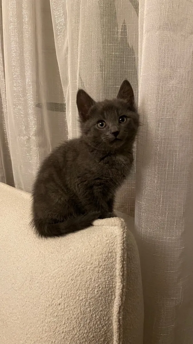 Half Ragdoll Kittens for sale in Co. Kildare for €200 on DoneDeal