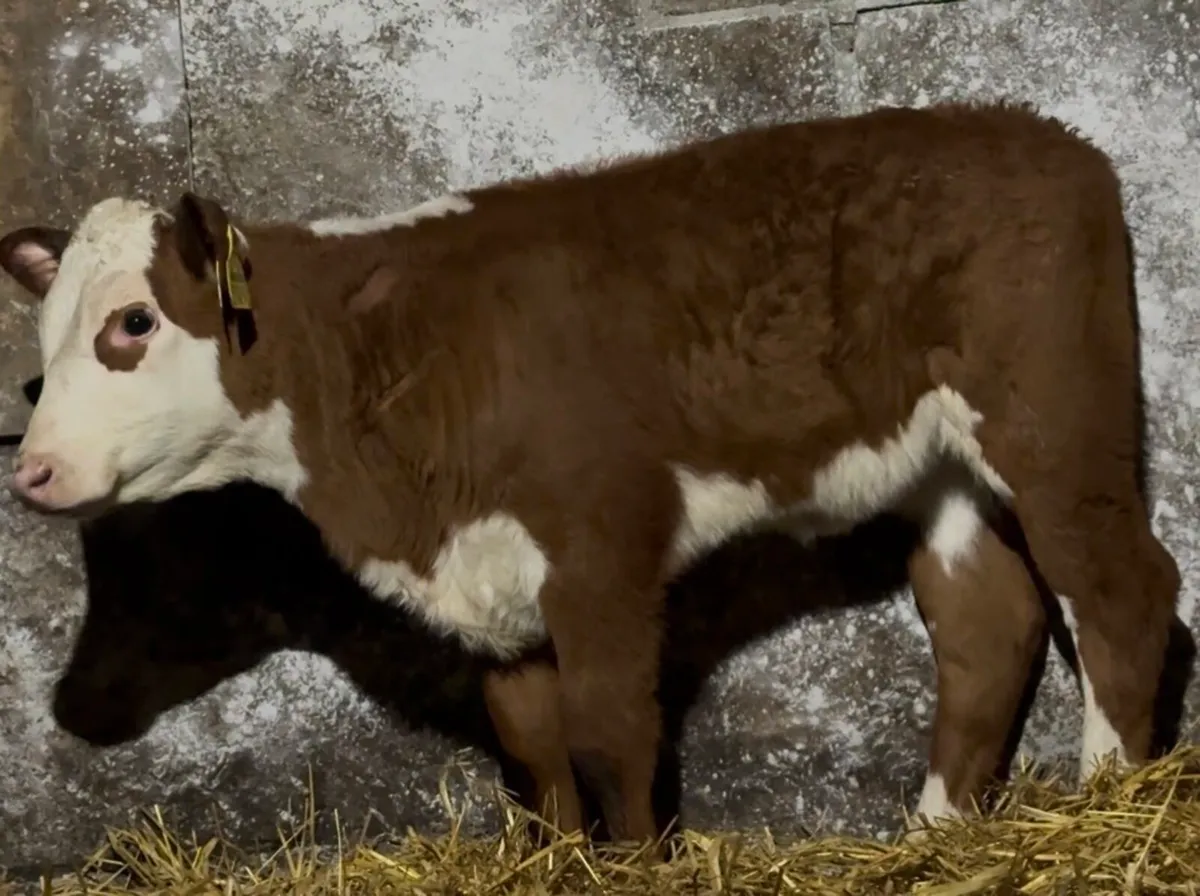 Super Hereford heifer - Image 1