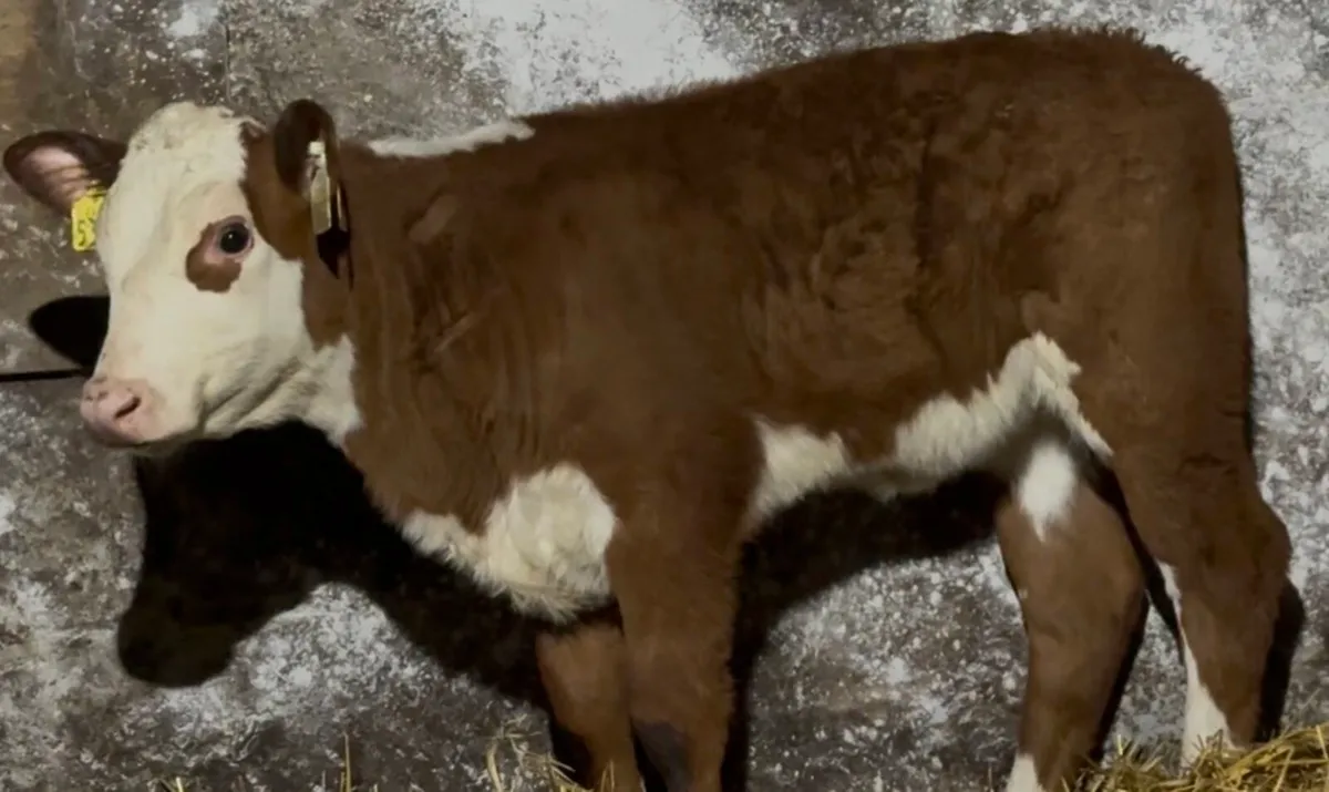 Super Hereford heifer - Image 2