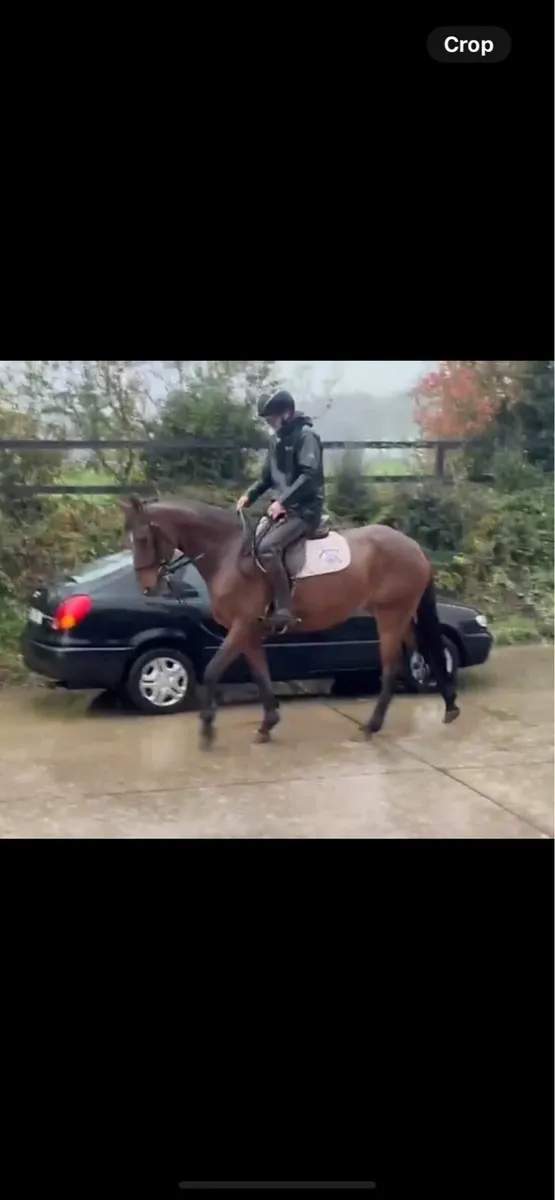 9yo sport hoses - Image 2