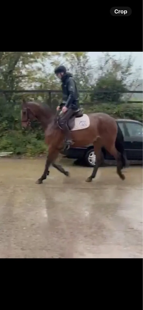 9yo sport hoses - Image 3