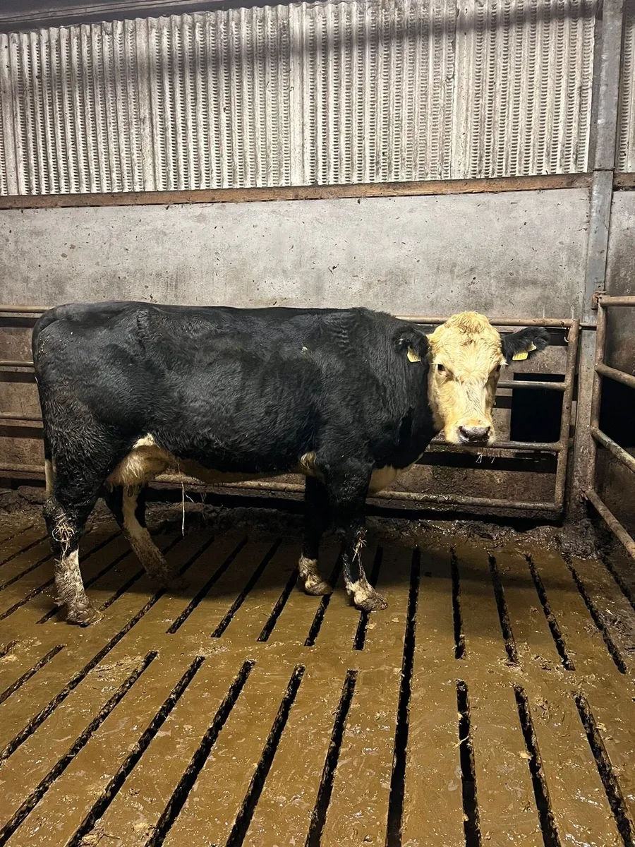 Foster cow for sale - Image 1