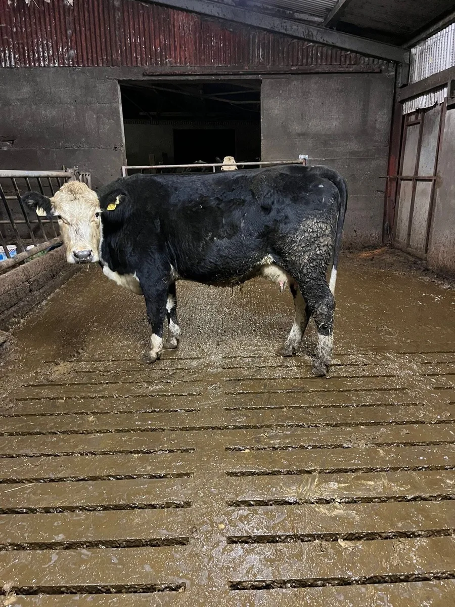 Foster cow for sale - Image 2