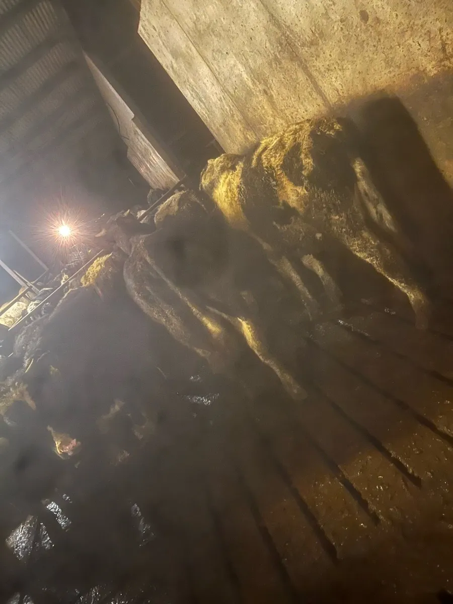 Frisian bull weanlings - Image 1