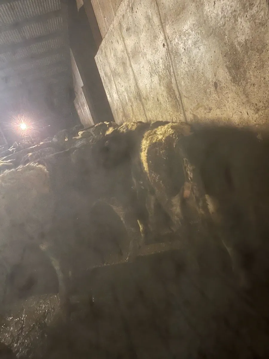 Frisian bull weanlings - Image 3