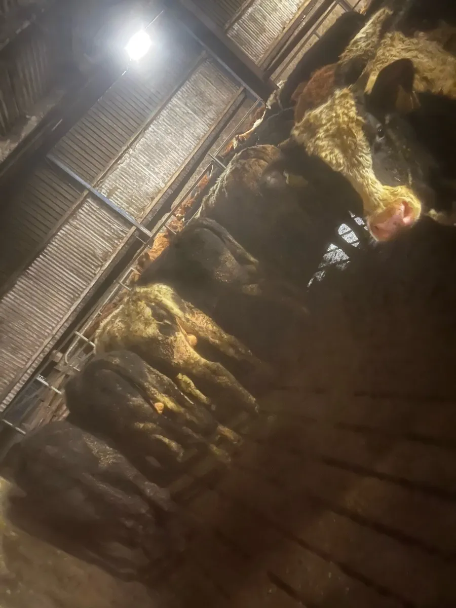 Frisian bull weanlings - Image 4